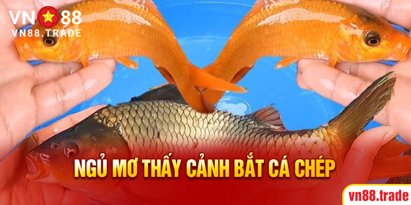 Ngủ mơ thấy cảnh bắt cá chép